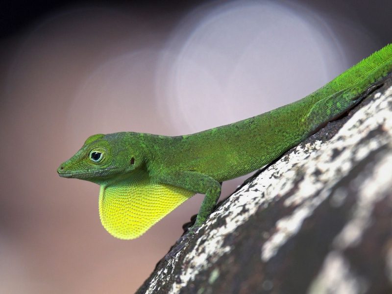 lizard