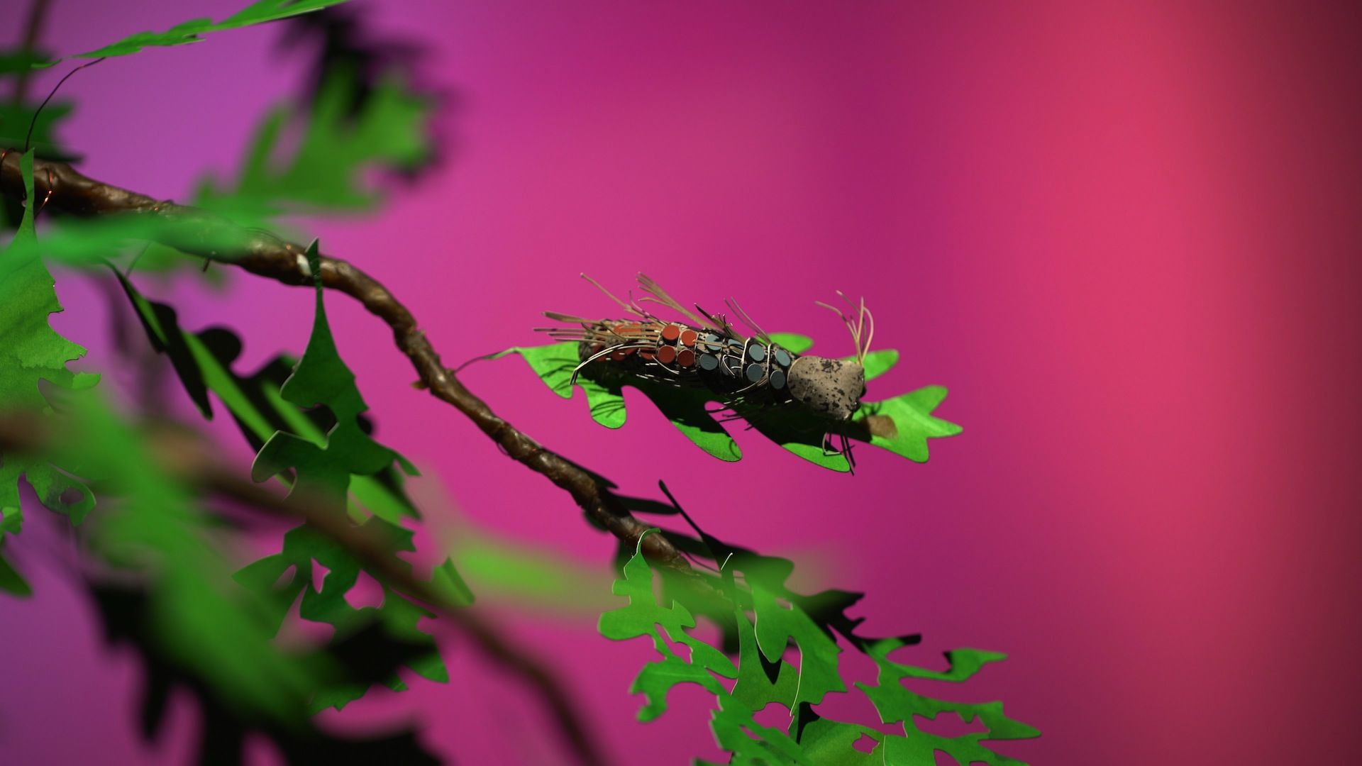 caterpillar