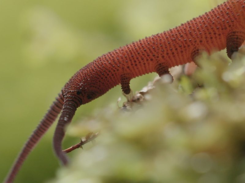 velvet worm