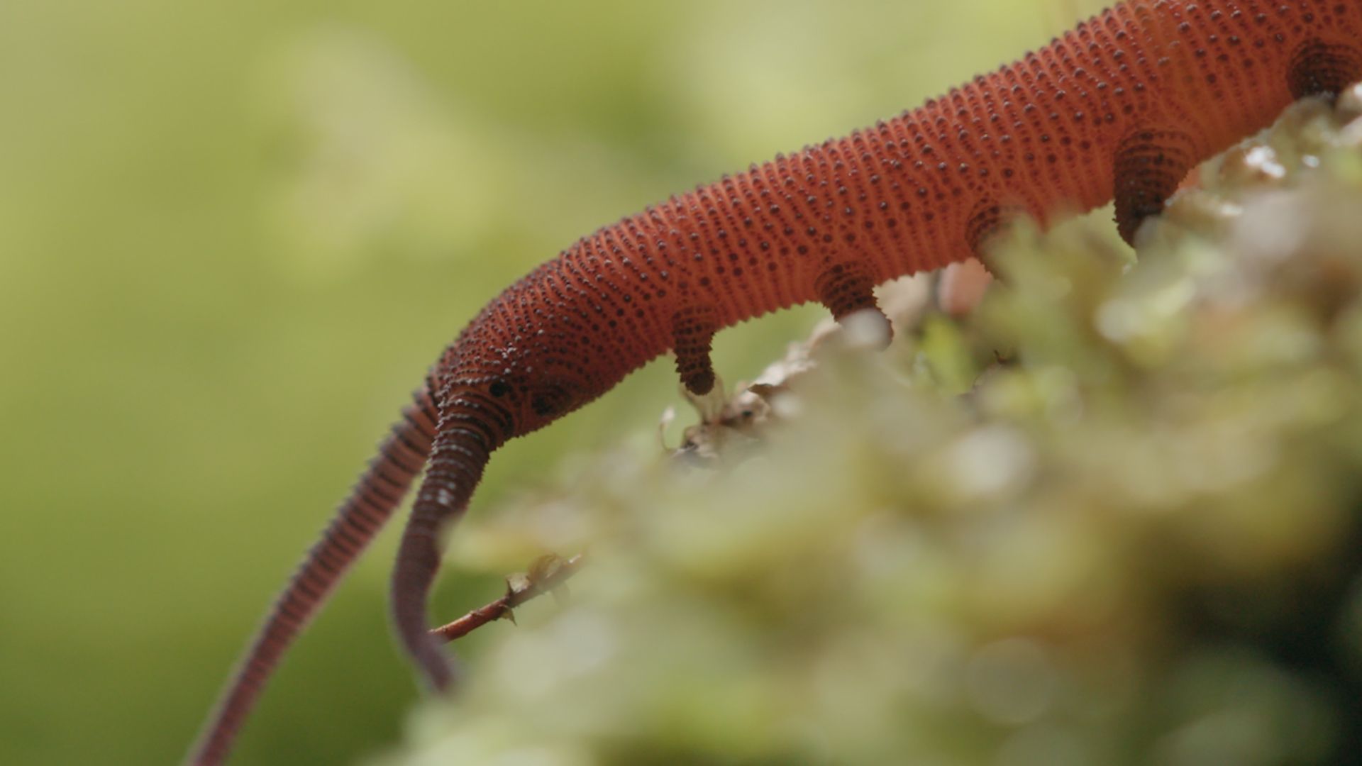 velvet worm