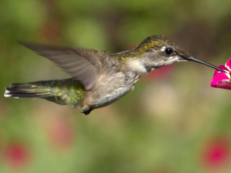 hummingbird