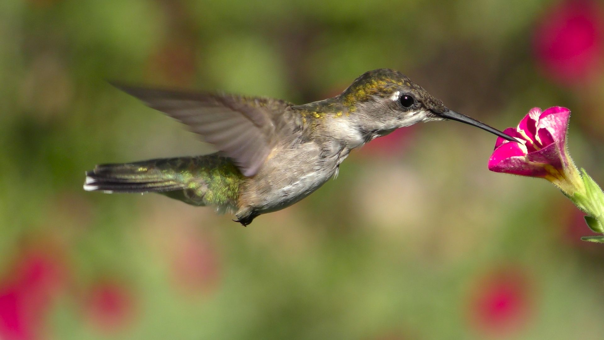 hummingbird