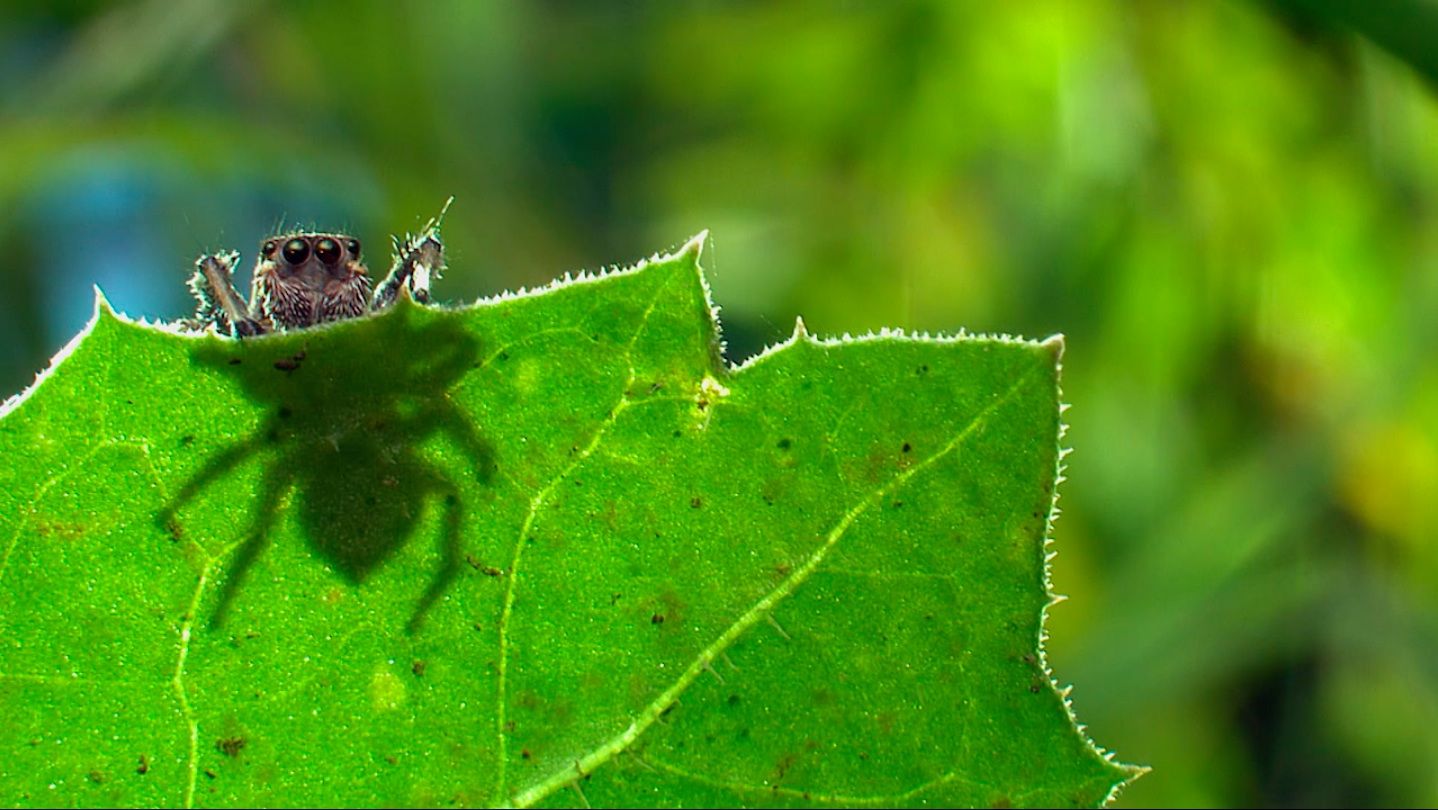 spider