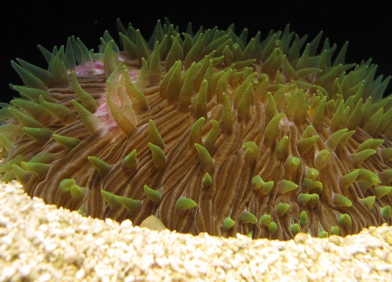 coral
