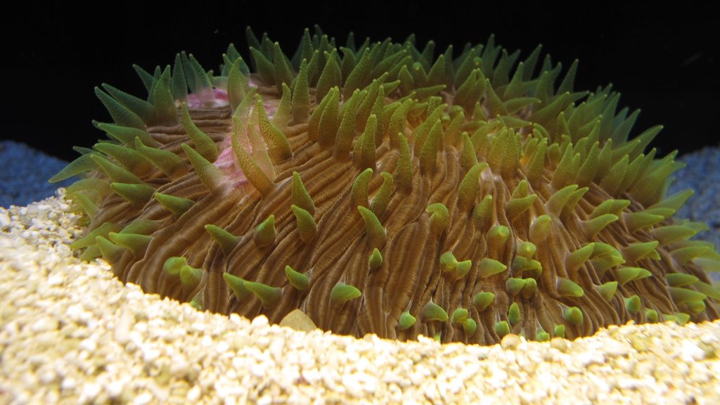 coral