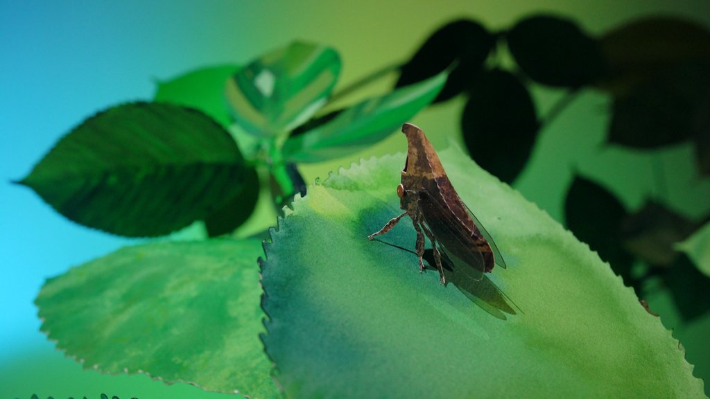treehopper