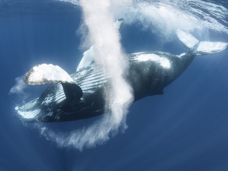 humpback whale (Megaptera novaeangliae) observed off the coast of Sri Lanka