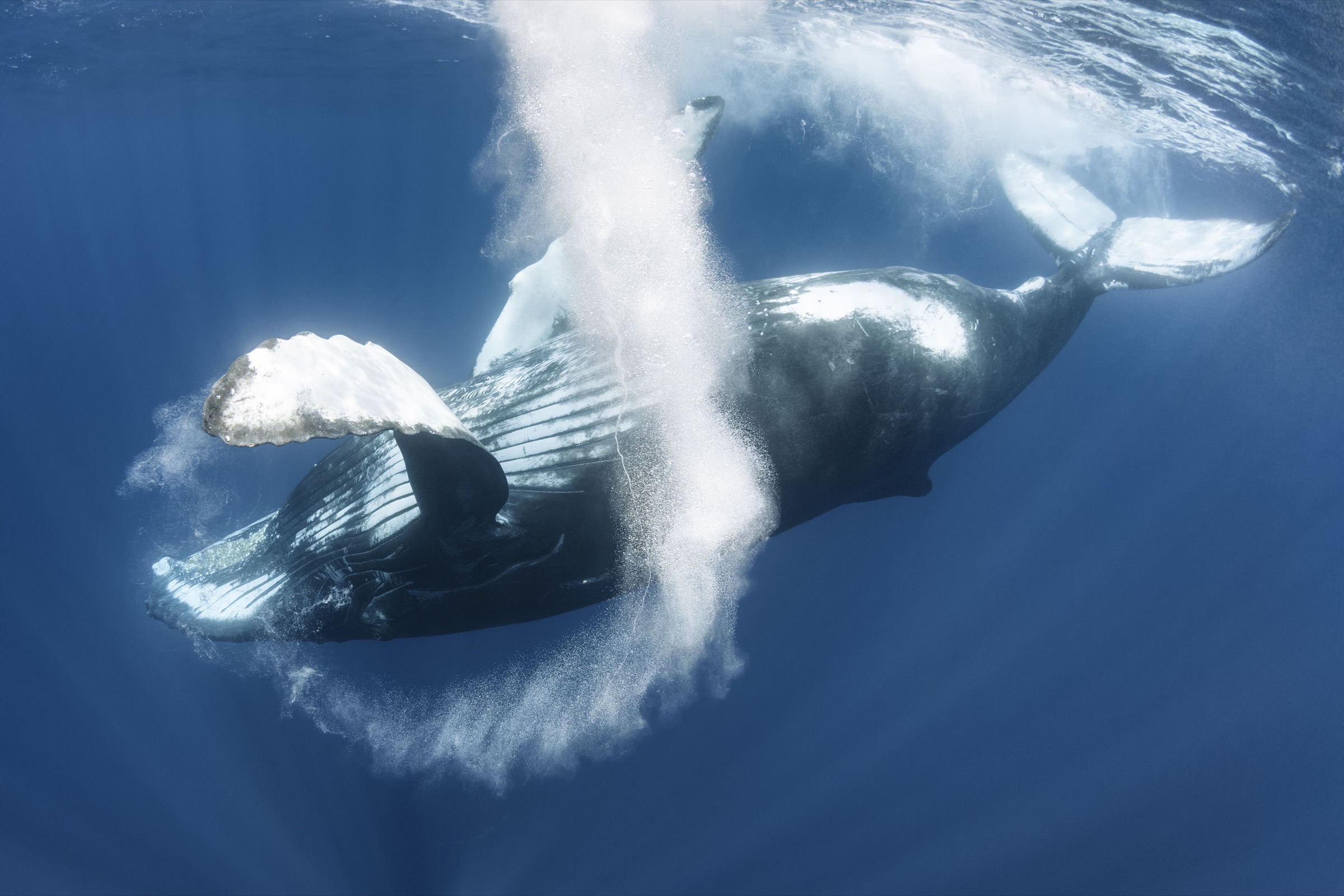 humpback whale (Megaptera novaeangliae) observed off the coast of Sri Lanka