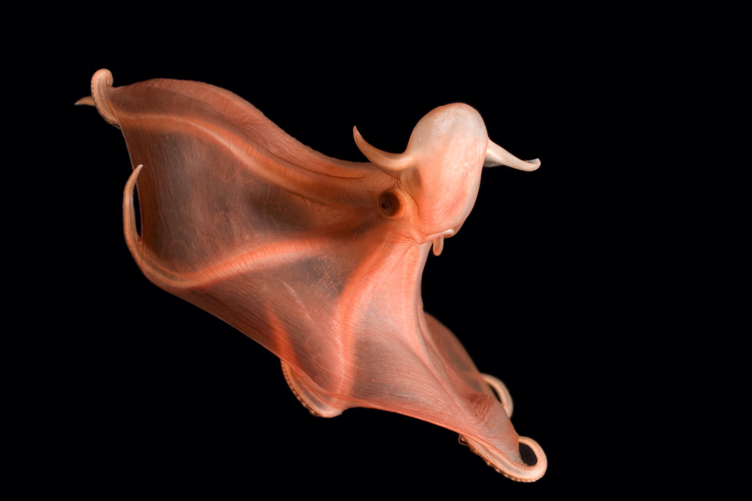 glowing sucker octopus (Stauroteuthis syrtensis)