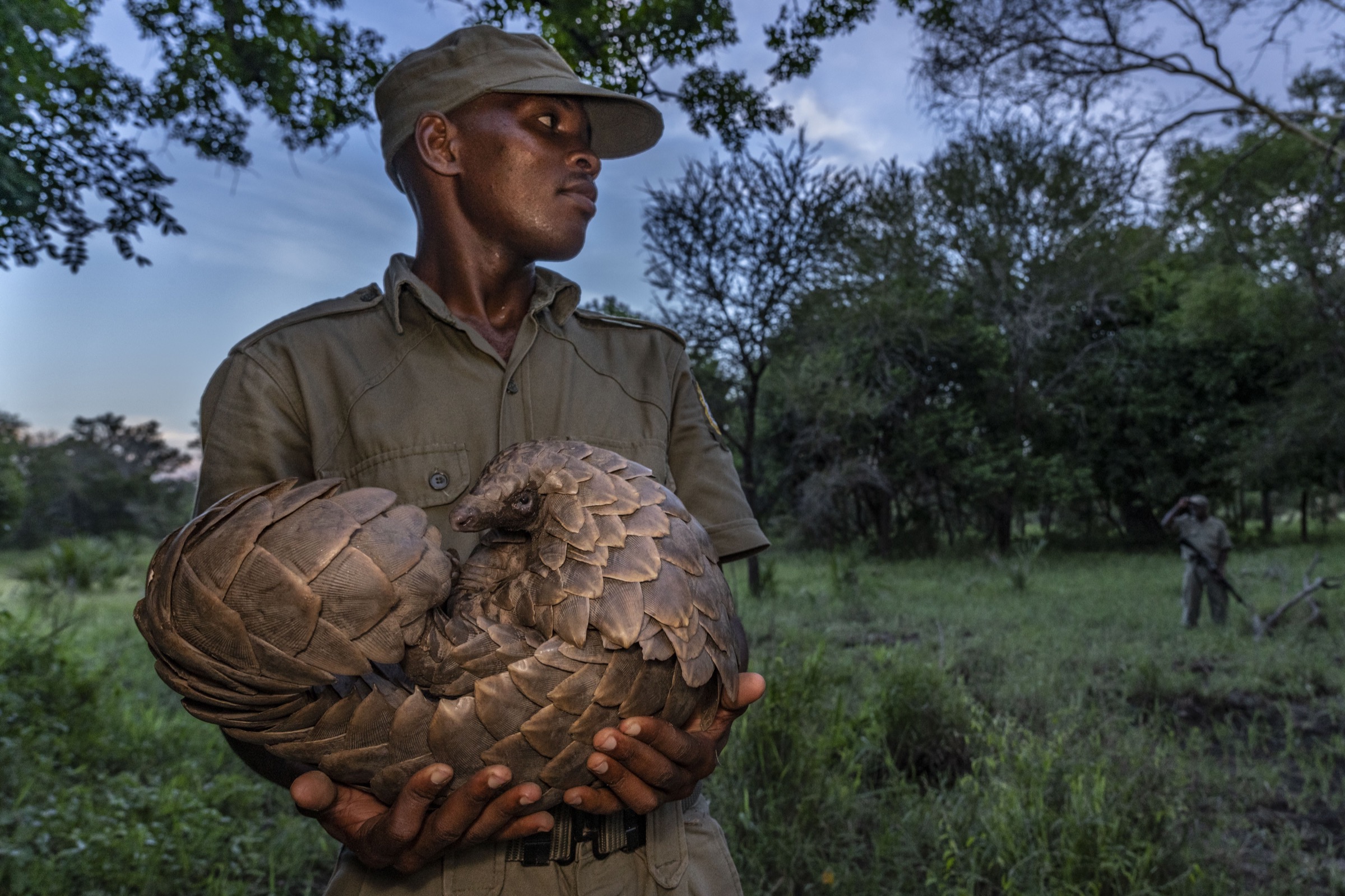 Pangolin