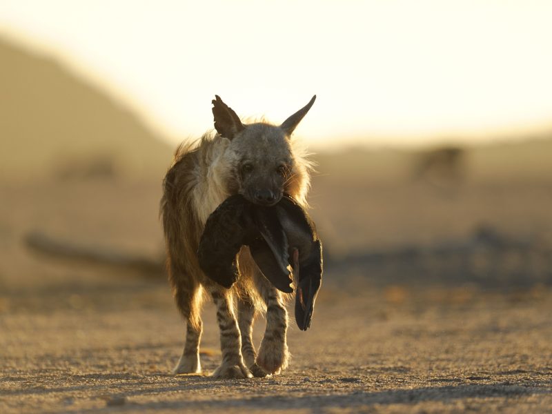 Brown Hyena