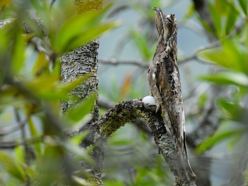 Common Potoo (Nyctibius griseus)