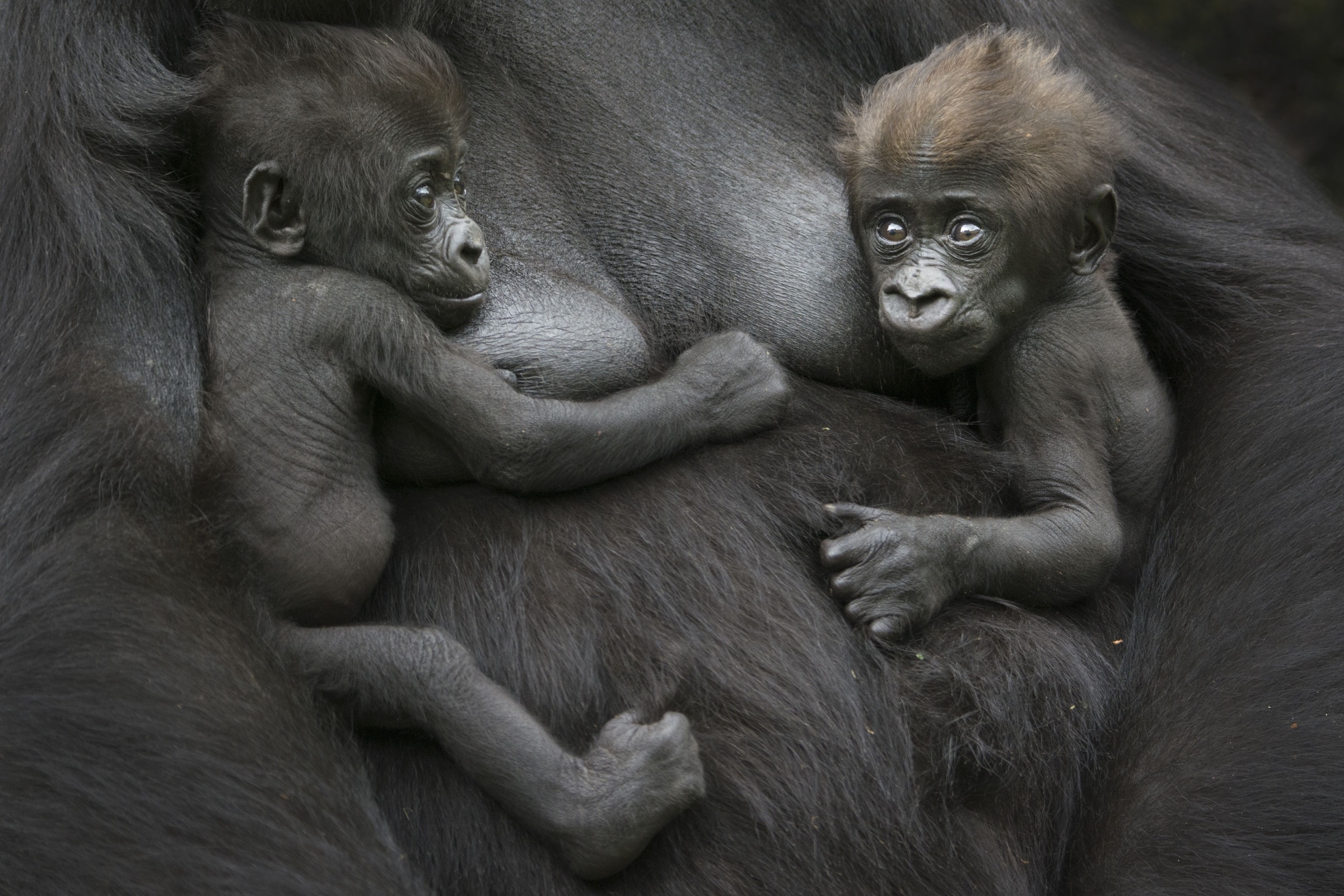 western lowland gorillas (Gorilla gorilla gorilla)