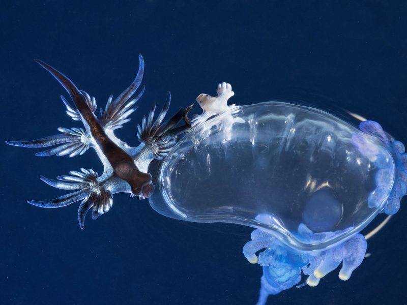 blue dragon sea slug (Glaucus atlanticus) and Portuguese man o’ war (Physalia physalis)