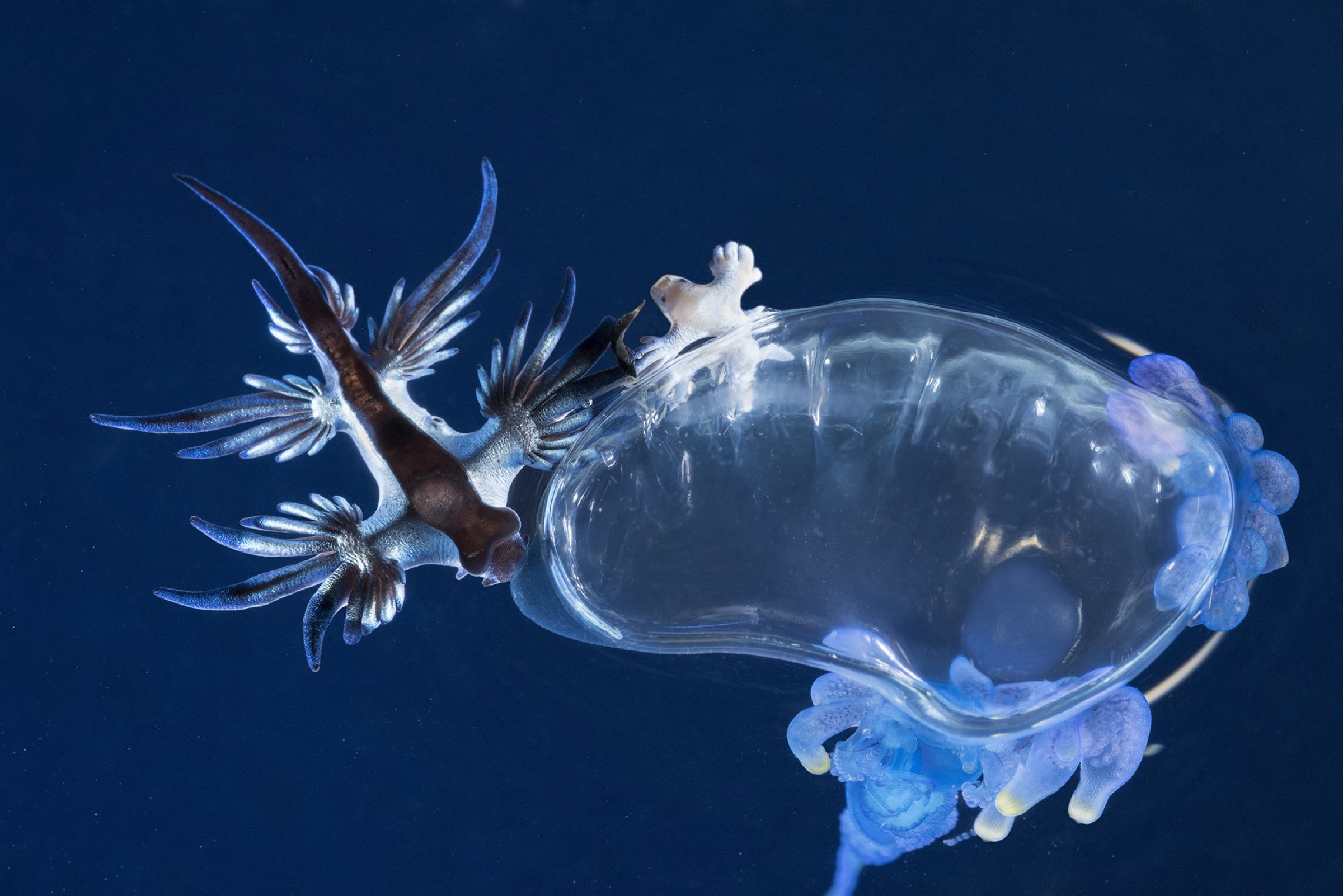 blue dragon sea slug (Glaucus atlanticus) and Portuguese man o’ war (Physalia physalis)