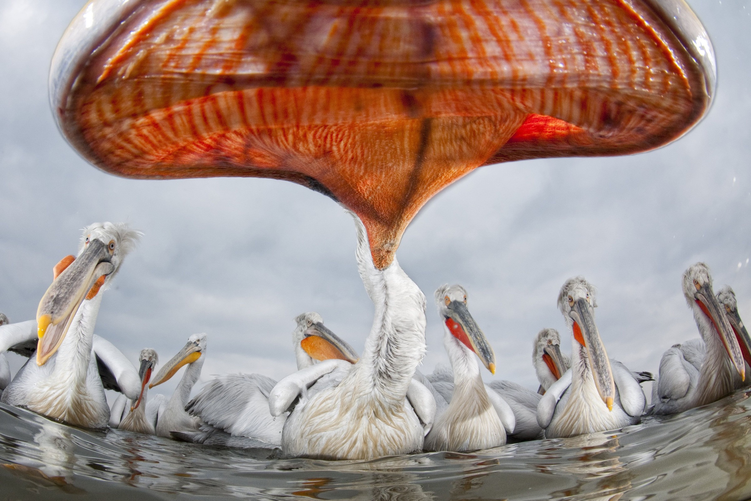 Dalmatian pelicans (Pelecanus crispus)