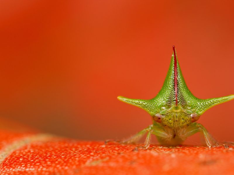 Alchisme grossa treehopper