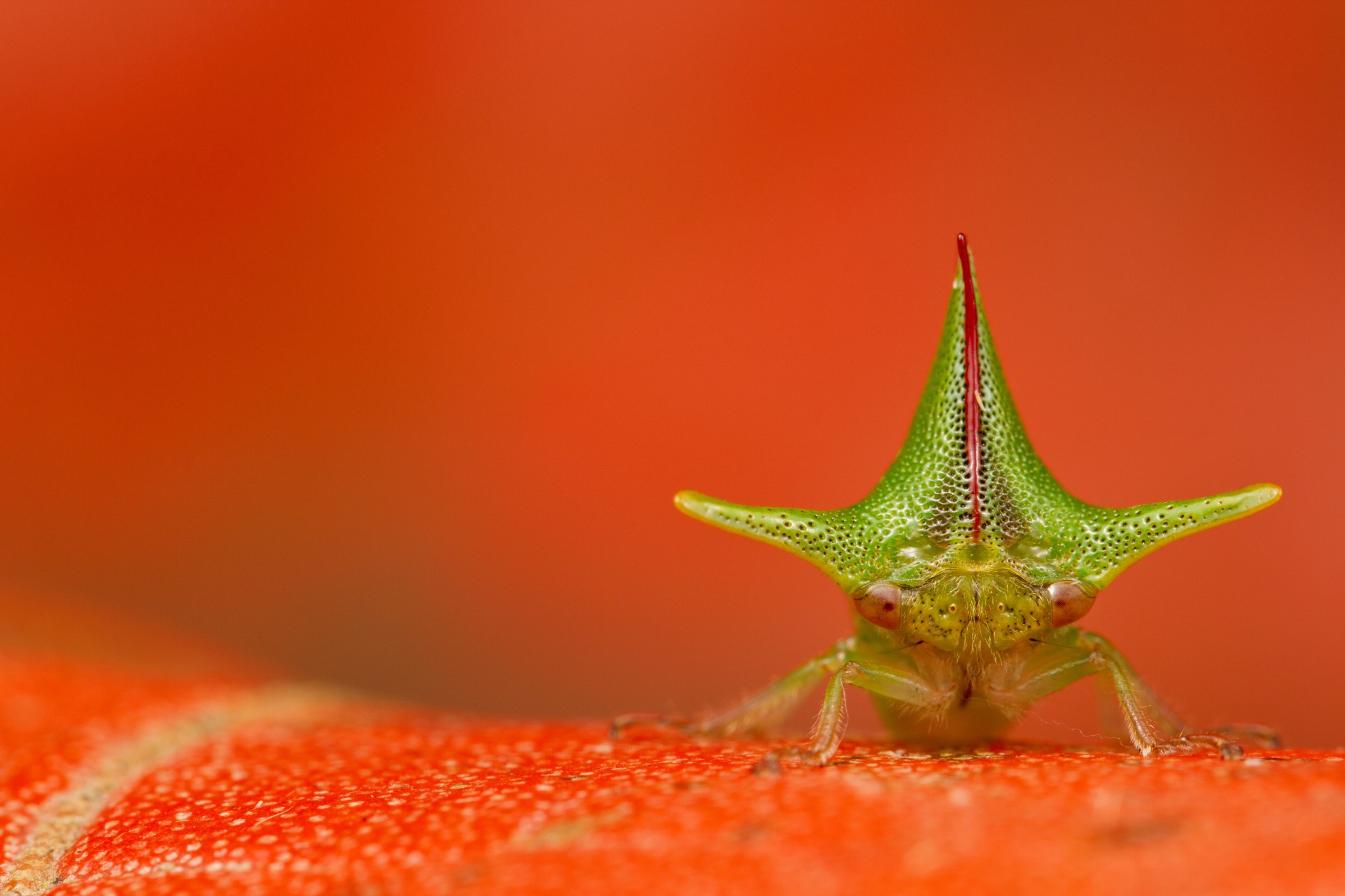 Alchisme grossa treehopper