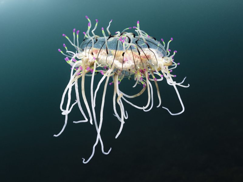 flower hat jelly (Olindias formosus)