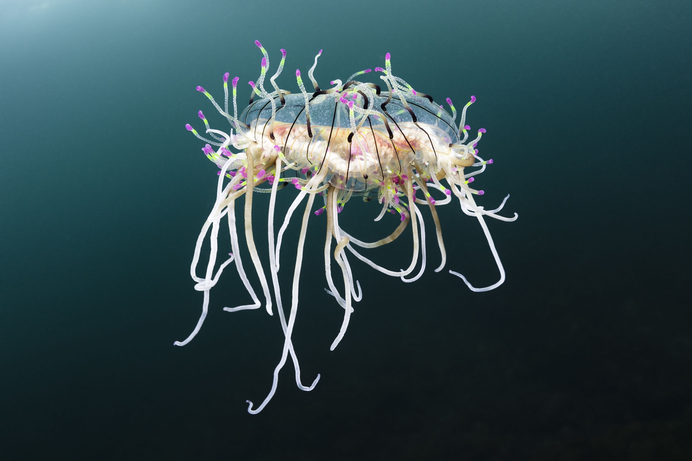 flower hat jelly (Olindias formosus)