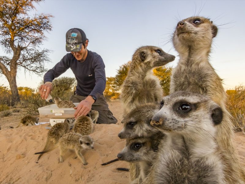 Meerkats (Suricata suricatta)