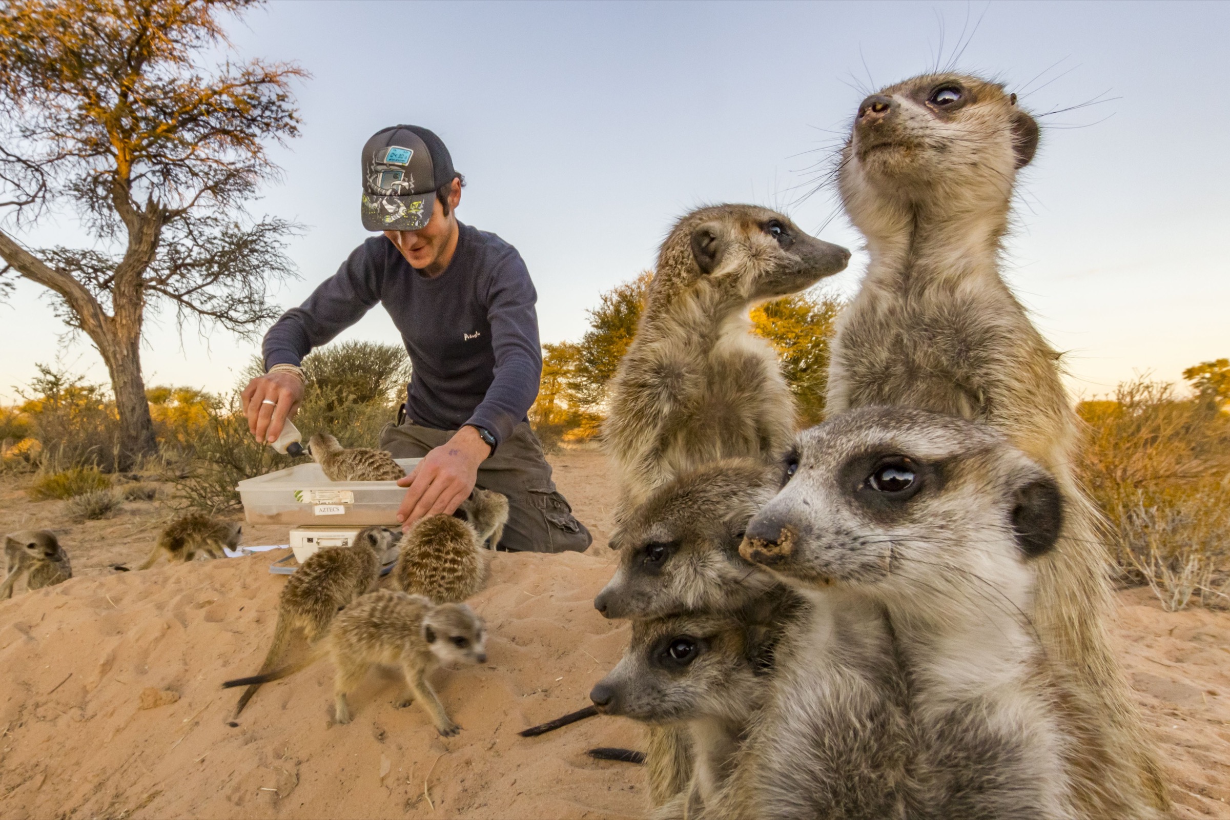 Meerkats (Suricata suricatta)