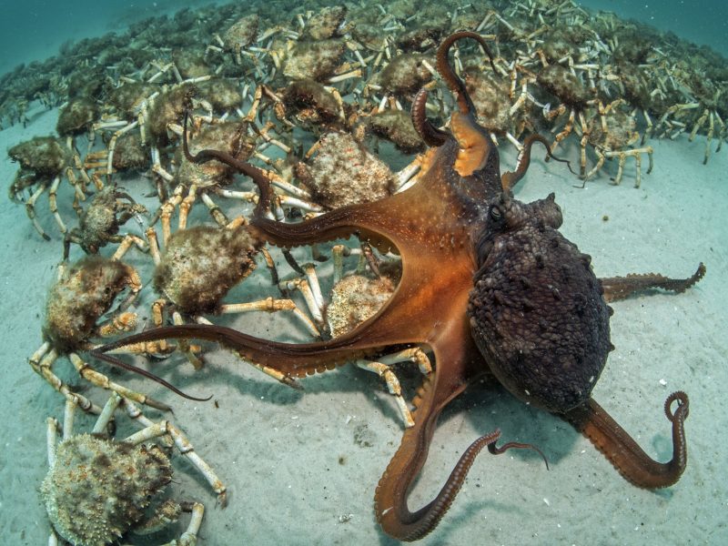 Maori octopus (Macroctopus maorum)