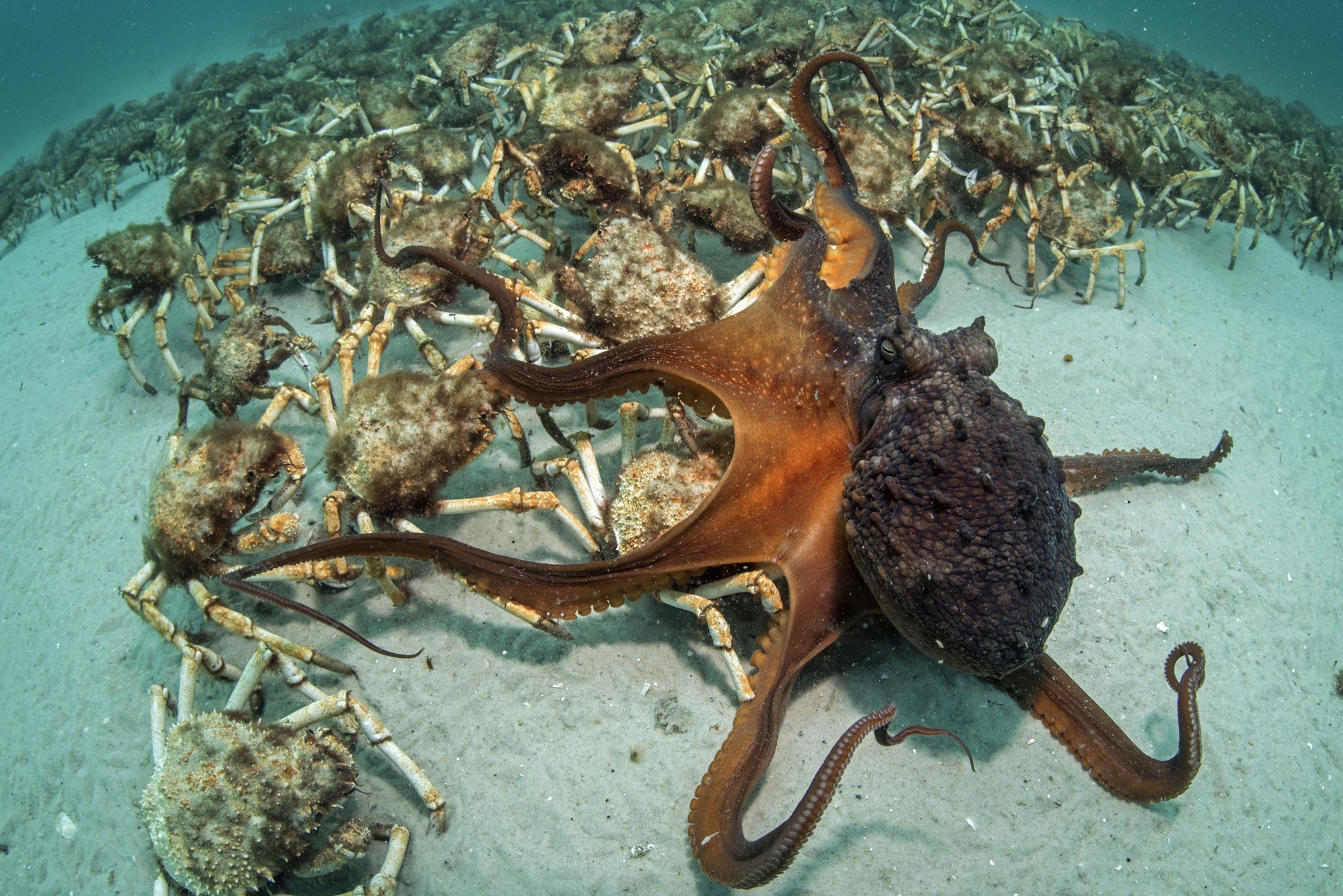 Maori octopus (Macroctopus maorum)