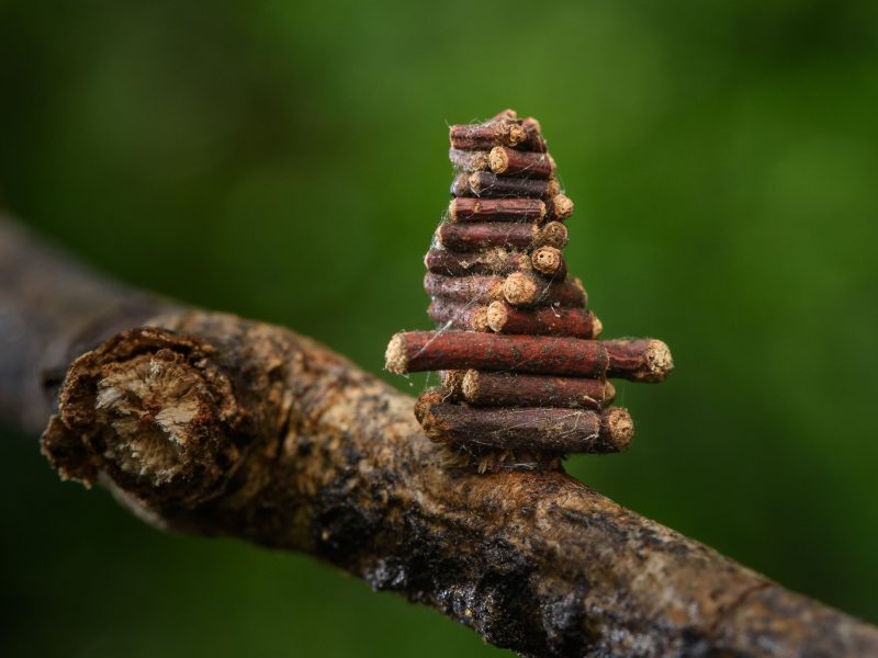 Unidentified bagworm (family Psychidae) moth caterpillar