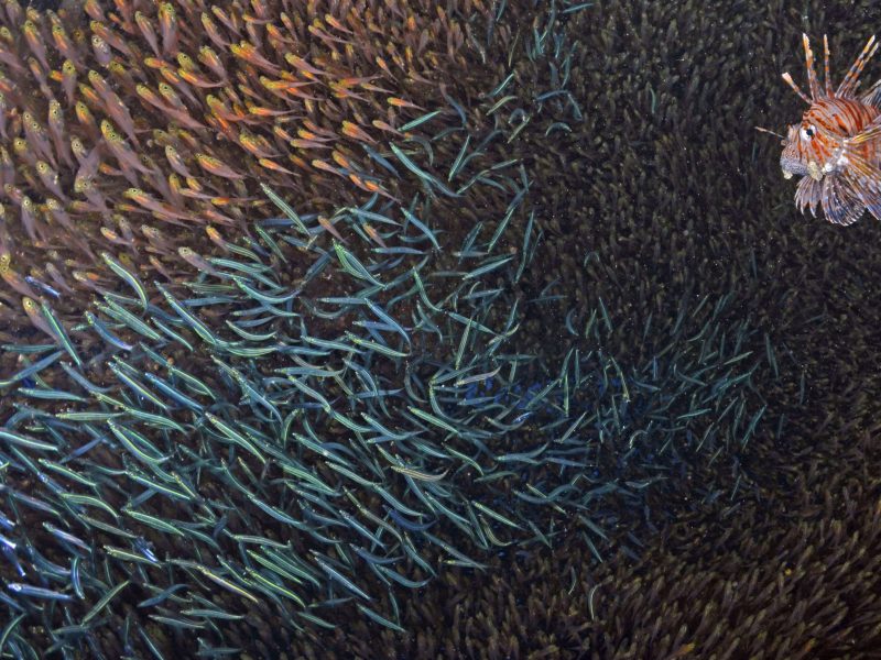 Lionfish feeding on SIlversides Pterois Volitans Red Sea, Egypt