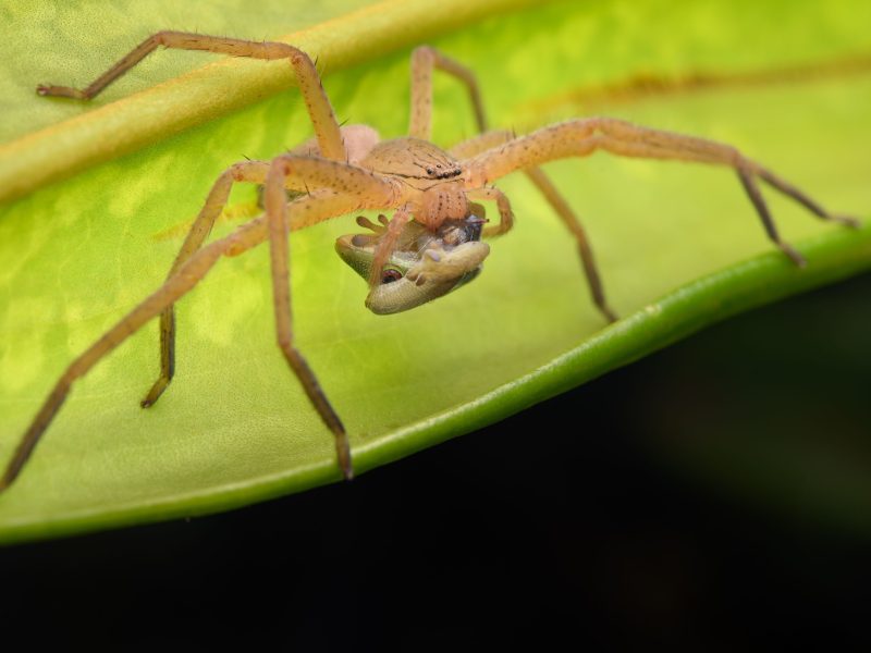 Huntsman spider (family Sparassidae) feeding on a young Madagascar day gecko (Phelsuma quadriocellata).