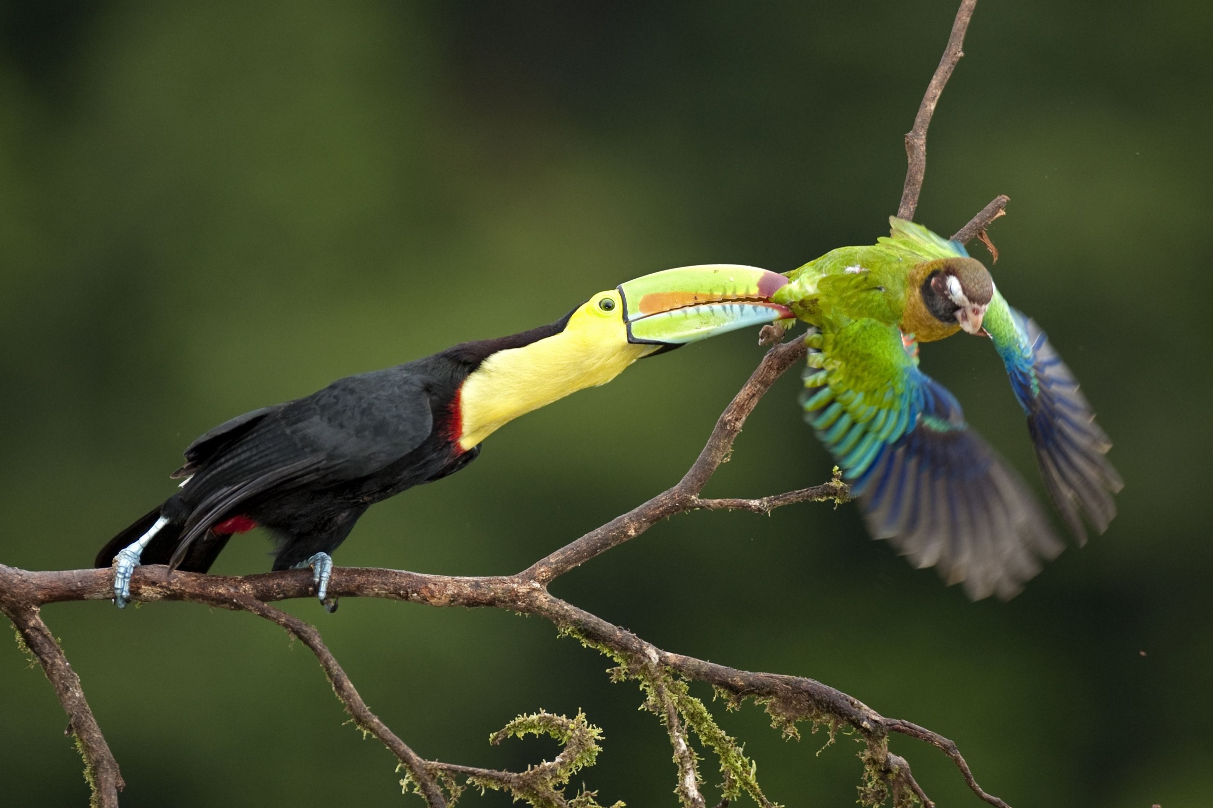 keel-billed toucan (Ramphastos sulfuratus) and a brown-hooded parrot (Pionopsitta haematotis)