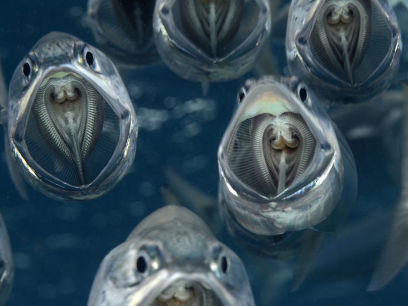 Feeding Indian Mackerel - Rastrelliger kanagurta - Marsa Nakari, Egypt