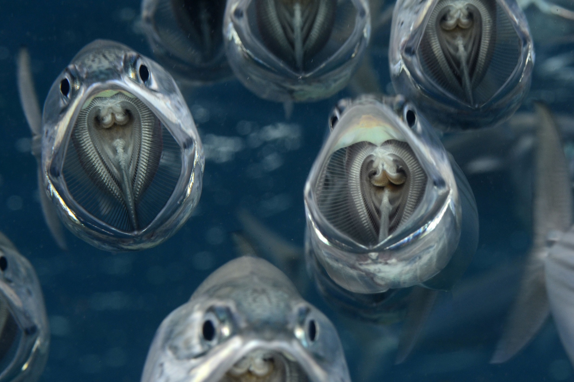 Feeding Indian Mackerel - Rastrelliger kanagurta - Marsa Nakari, Egypt