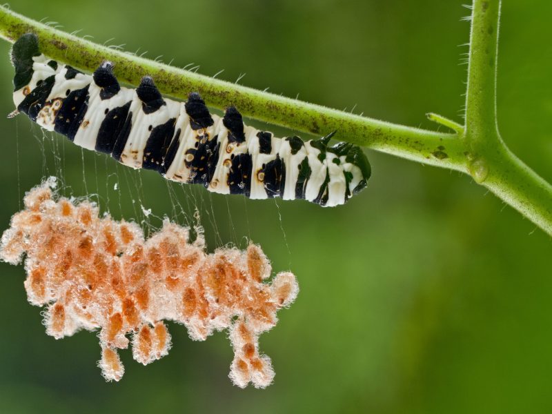 hawkmoth caterpillar