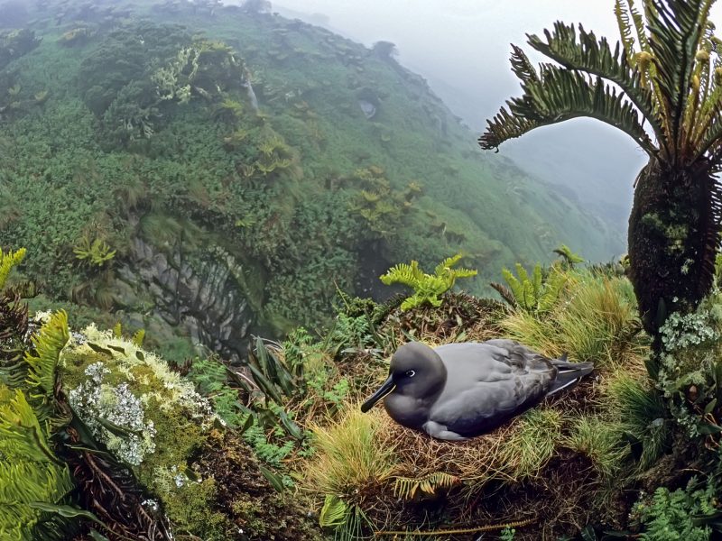 sooty albatross (Phoebetria fusca)