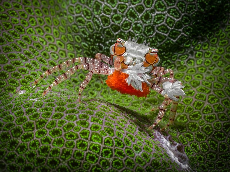 boxer crab (Lybia tessellata)
