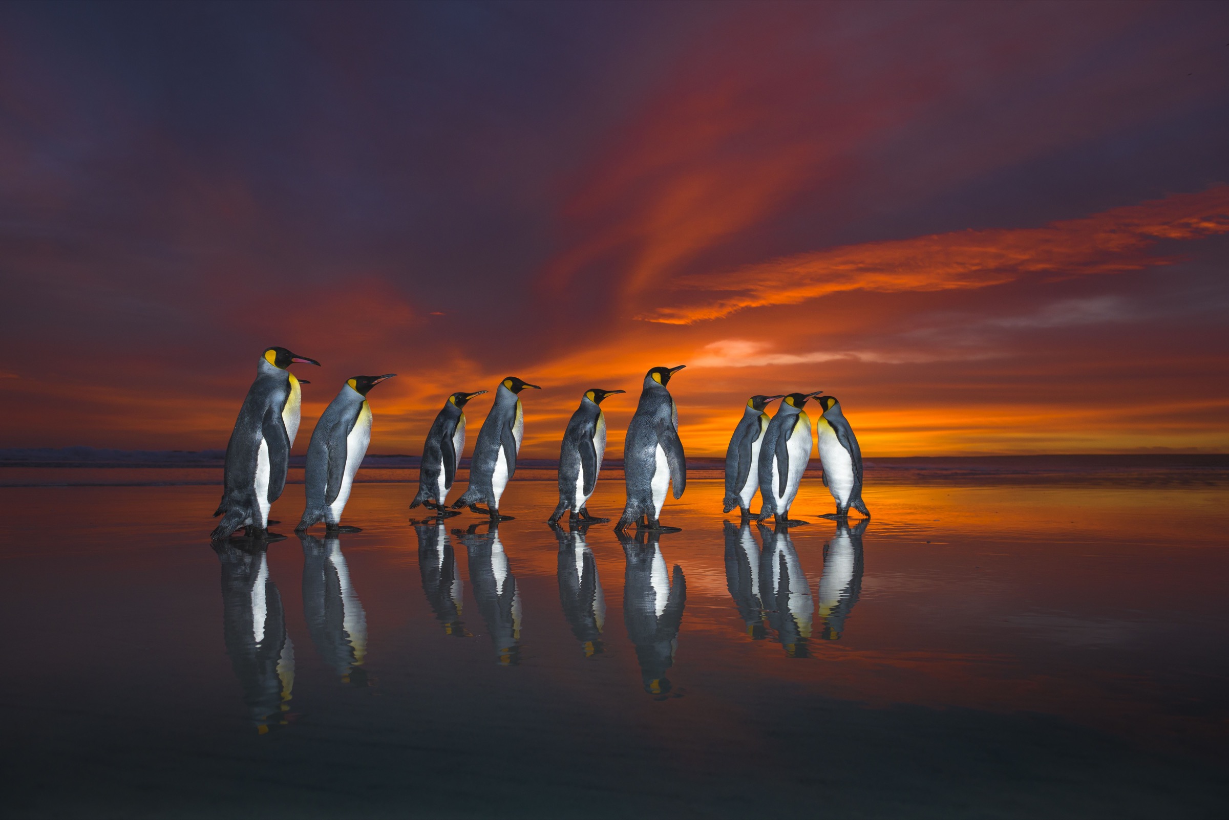 king penguins (Aptenodytes patagonicus)