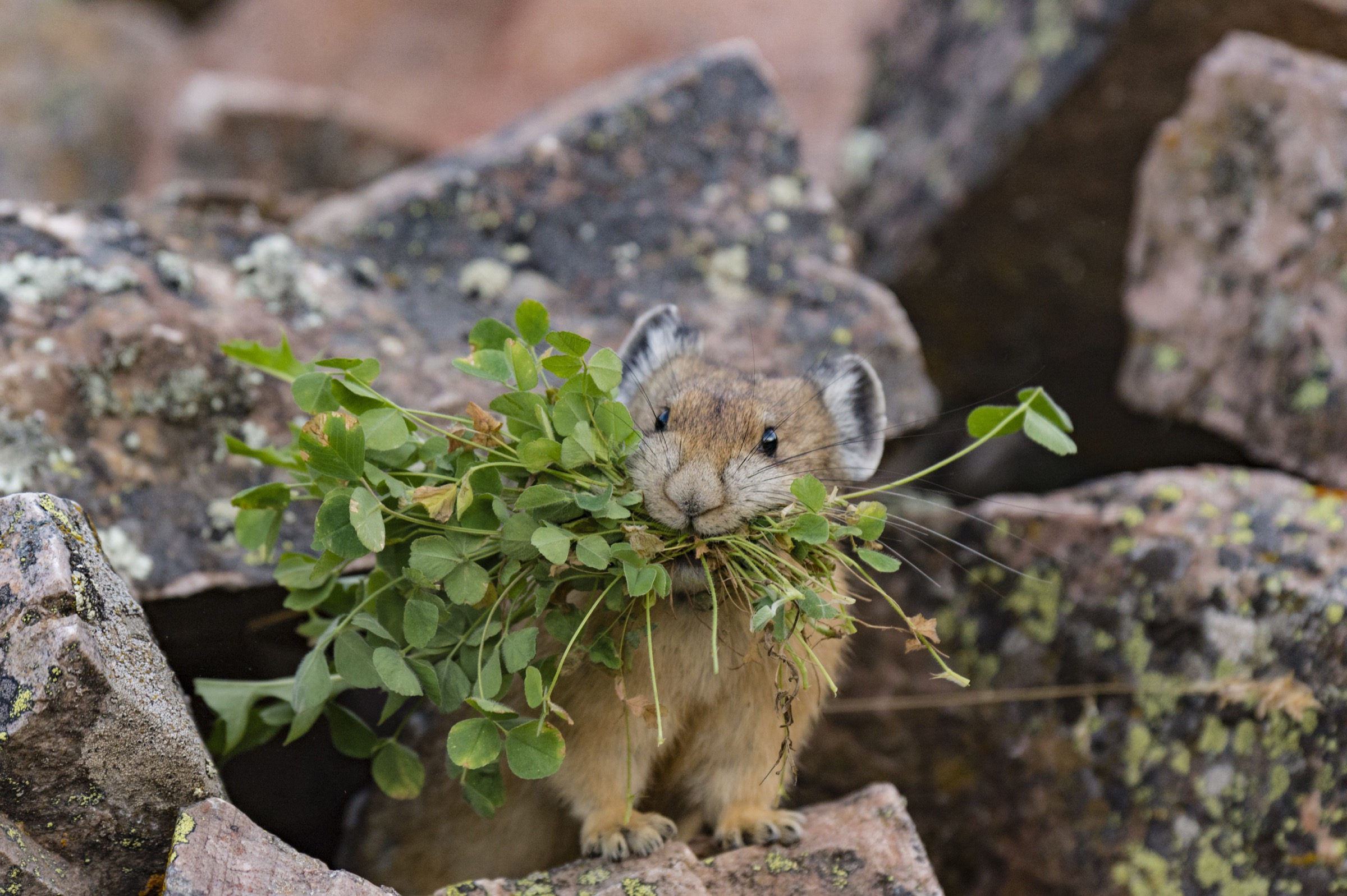 American pika (Ochotona princeps)