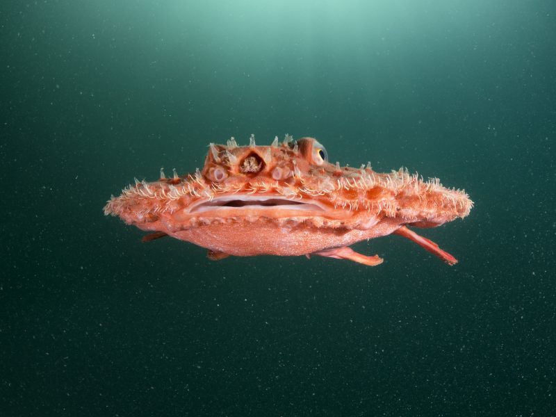 Minipizza Batfish (Halieutaea stellata)