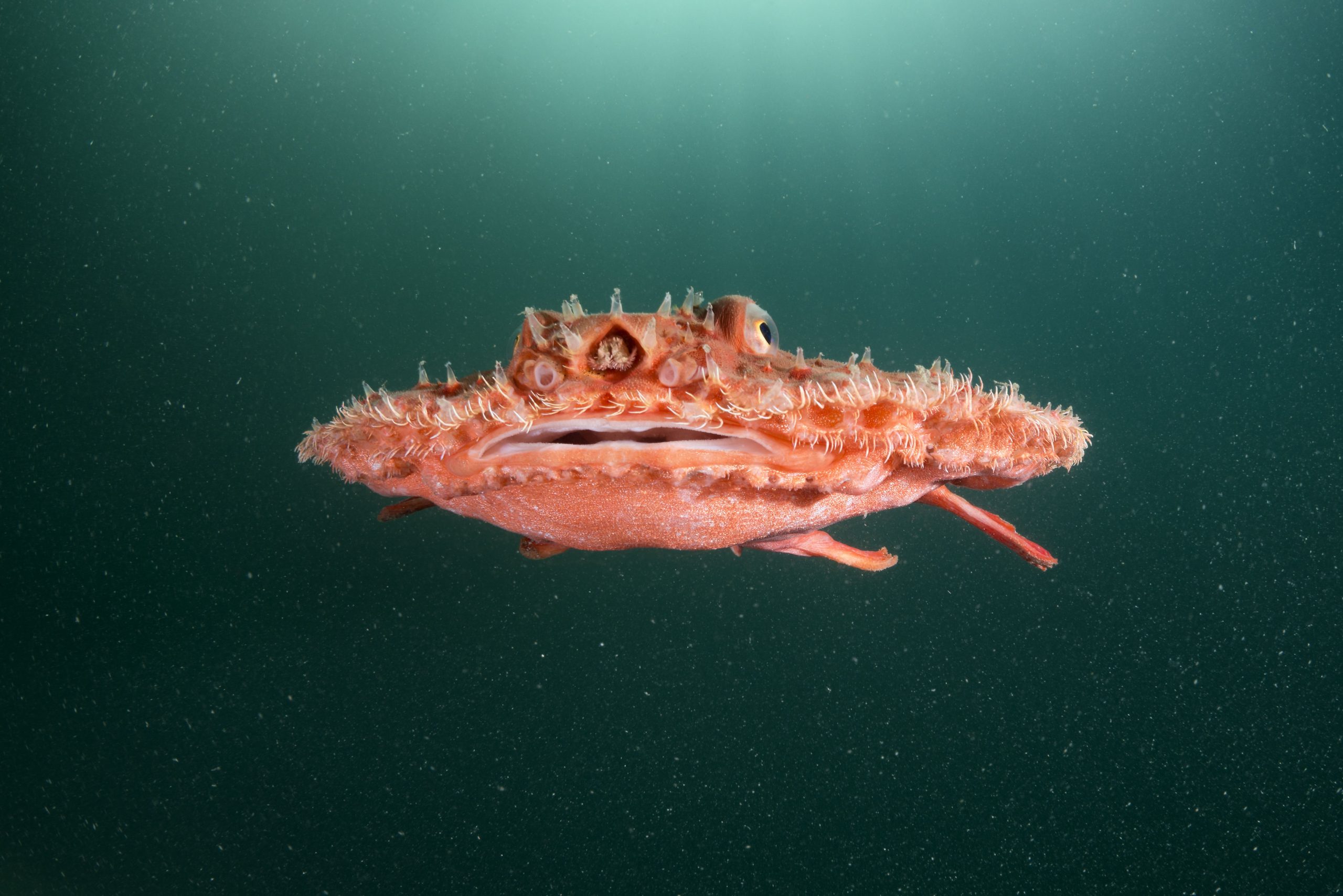 Minipizza Batfish (Halieutaea stellata)