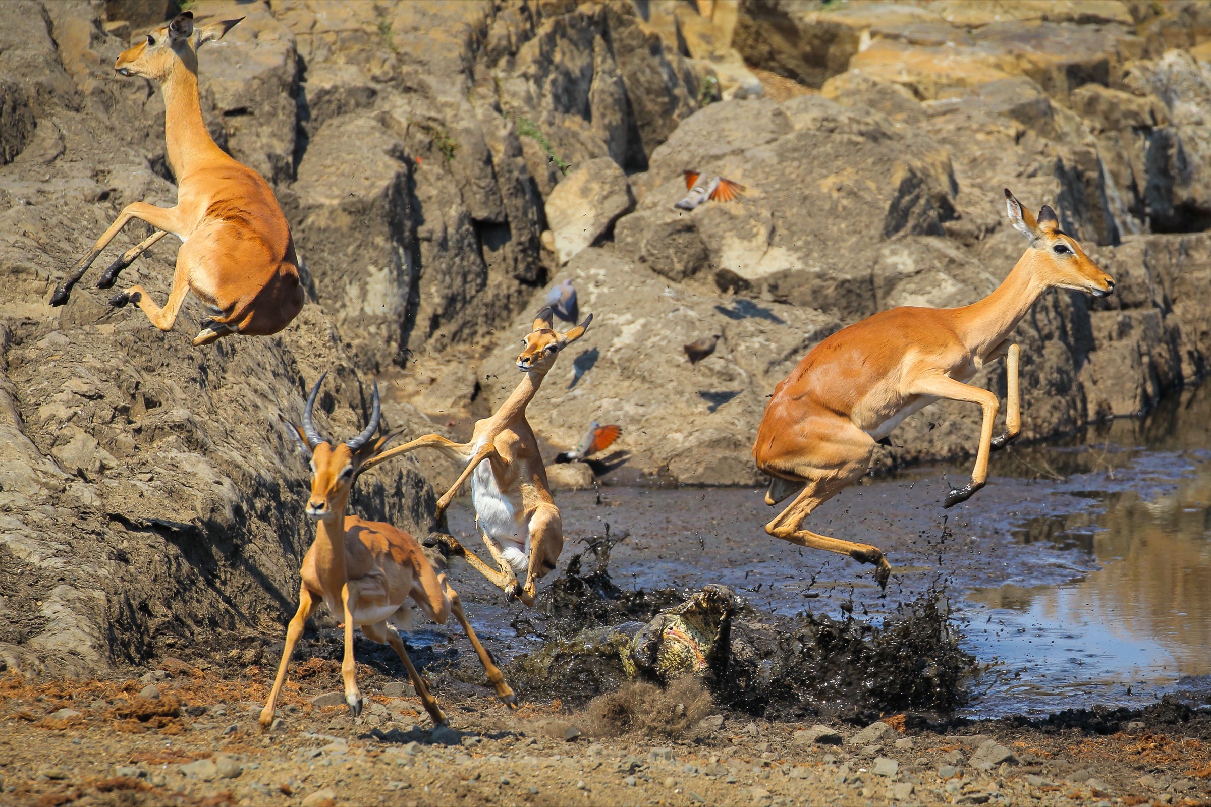Imapla being attacked by a Nile crocodile during drought of Kruger National Park, South Africa