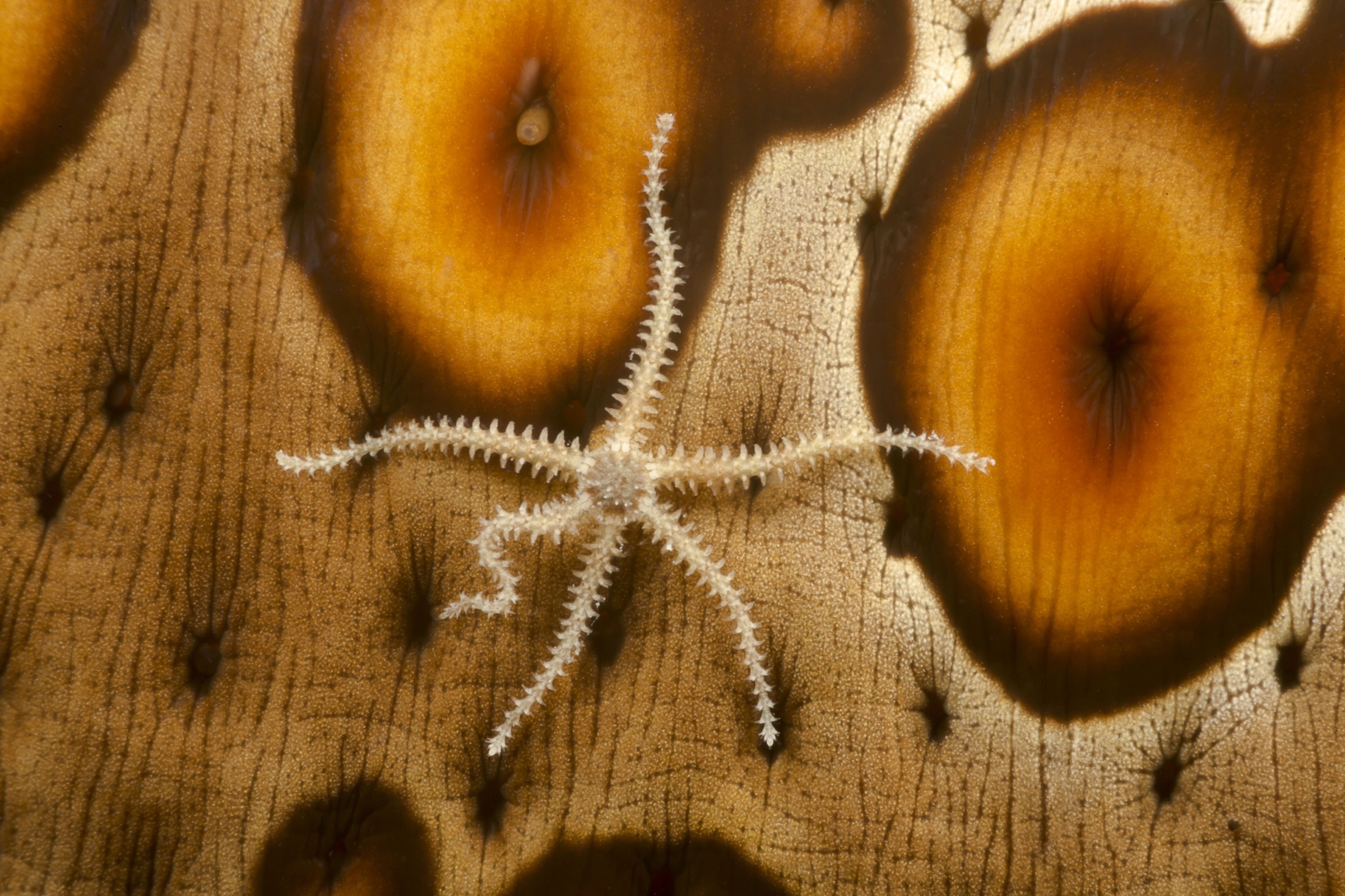 brittle stars (Ophiactis savignyi) and leopard sea cucumbers (Bohadschia argus)