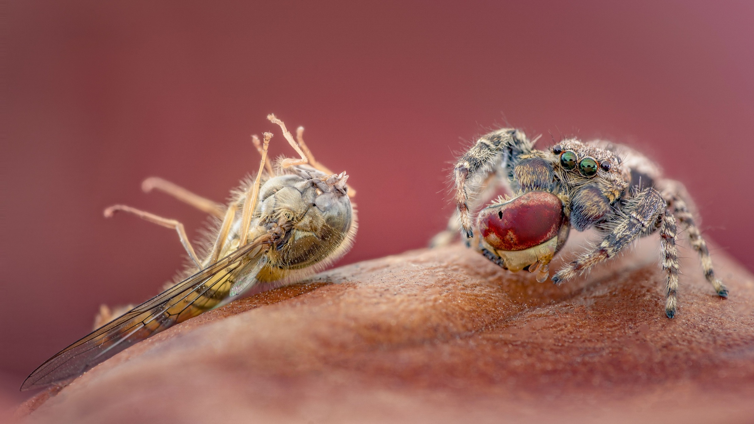 fence post jumping spider (Marpissa muscosa)