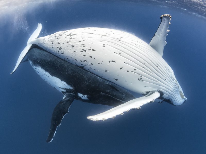 Humpback Whale Male and Female Courtship Pair