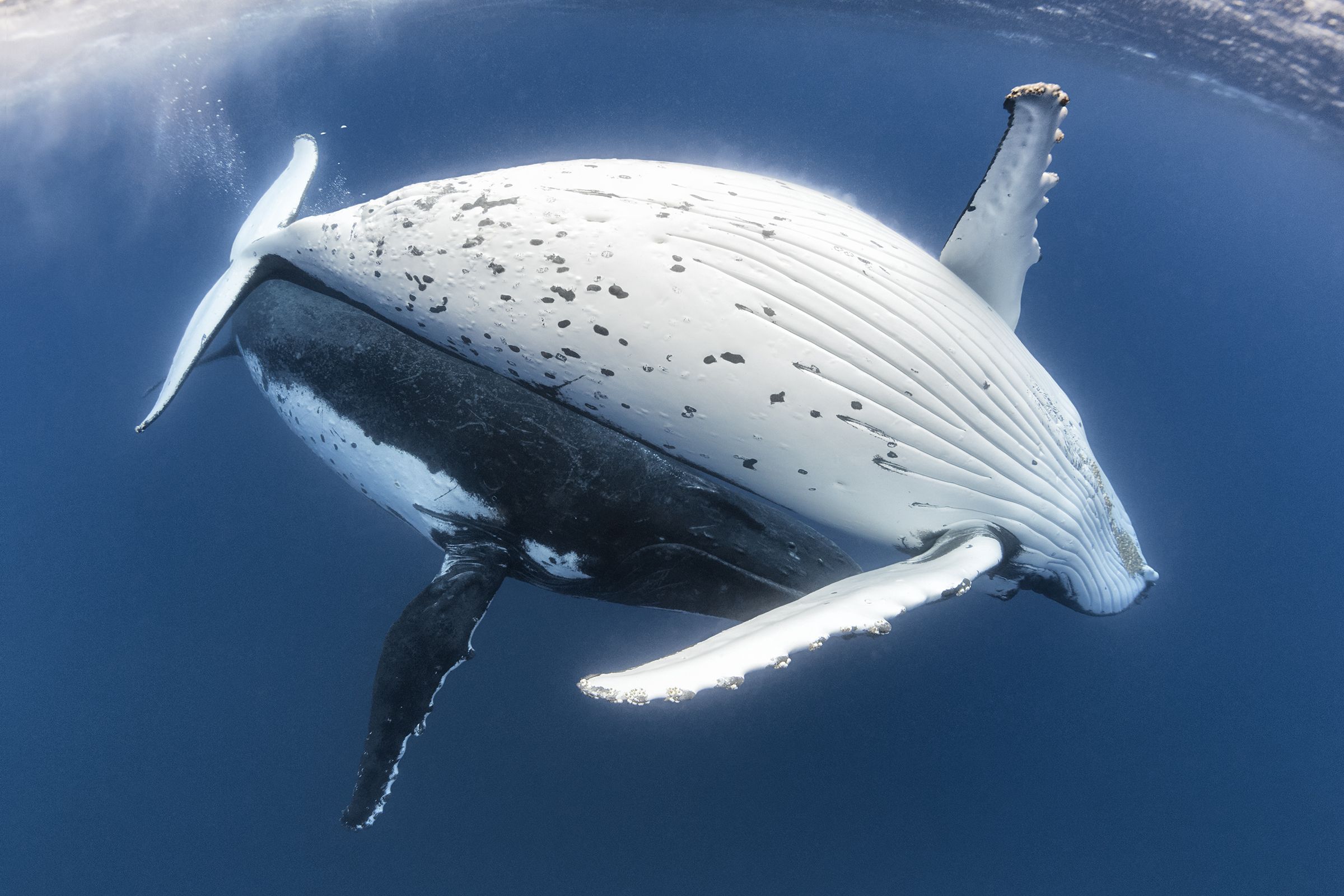 Humpback Whale Male and Female Courtship Pair