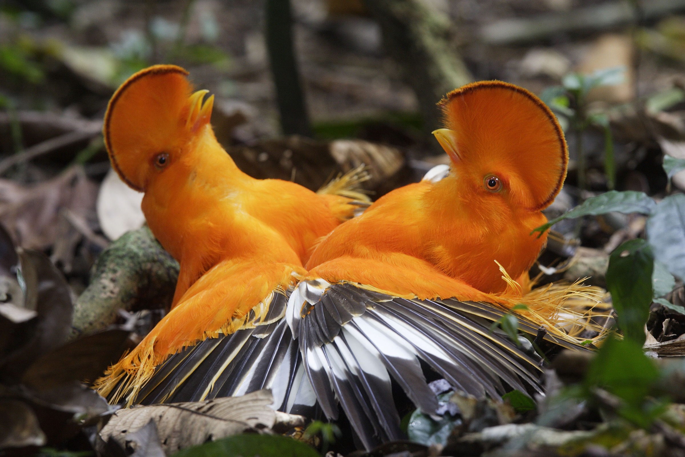 Guianan cocks-of-the-rock (Rupicola rupicola)