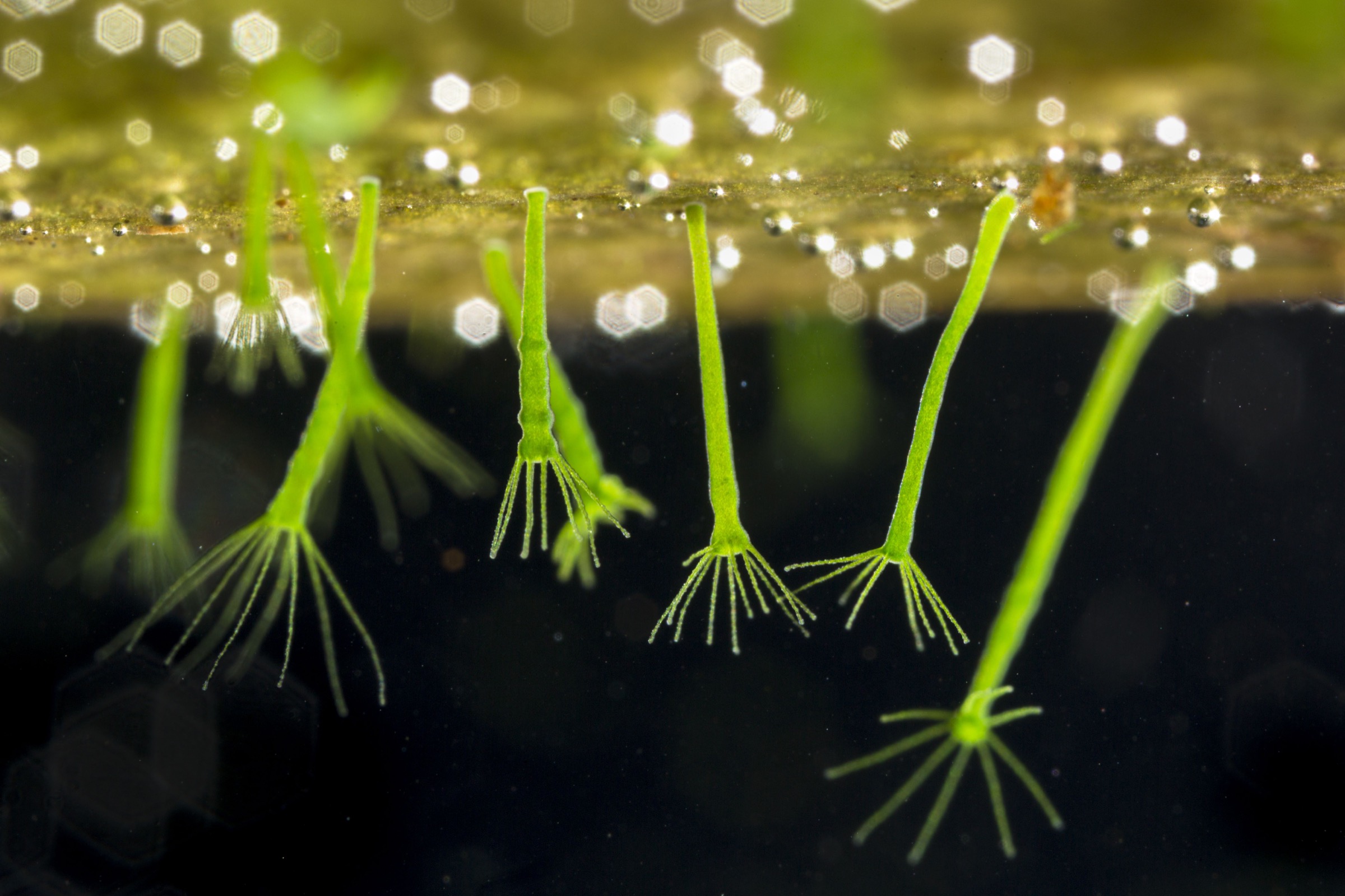 Hydras (Hydra viridissima)