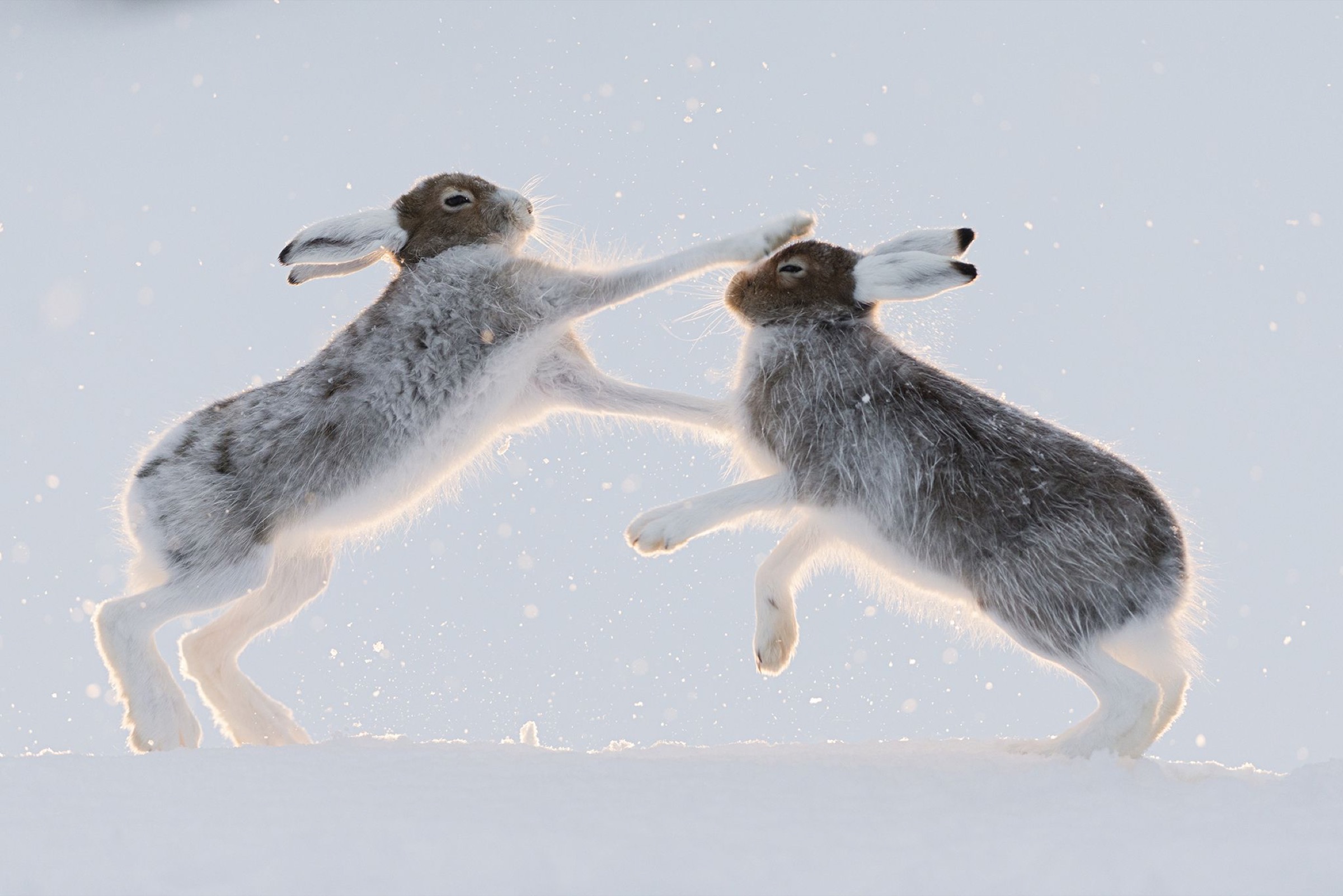 Mountain hares (Lepus timidus)