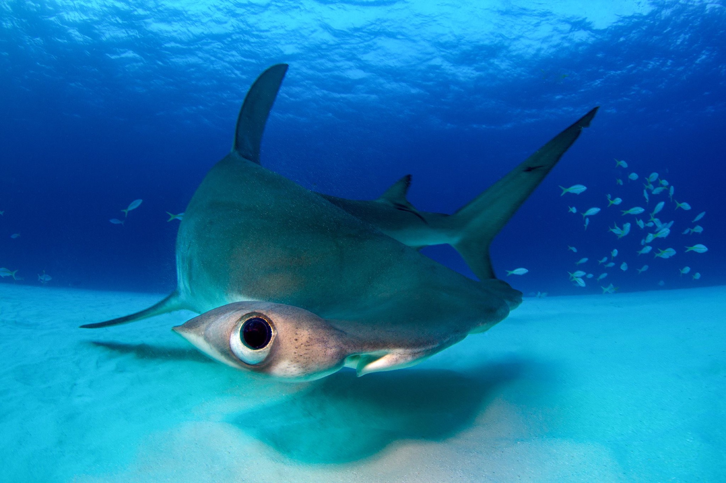 A unique underwater shark portrait shows a great hammerhead shark quickly turning, twisting its body into a U shape, its eye close to the camera.